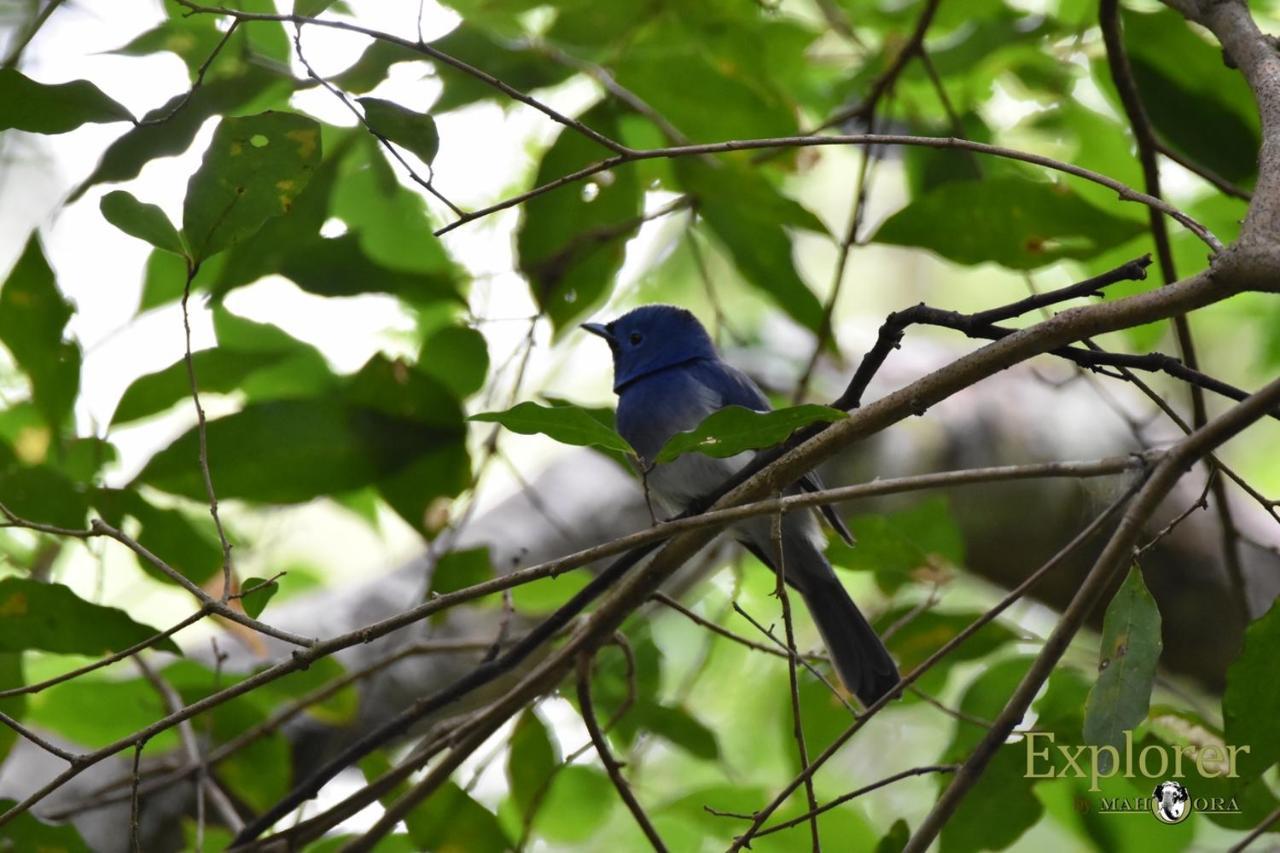 Explorer By Eco Team - Wasgamuwa National Park Luaran gambar