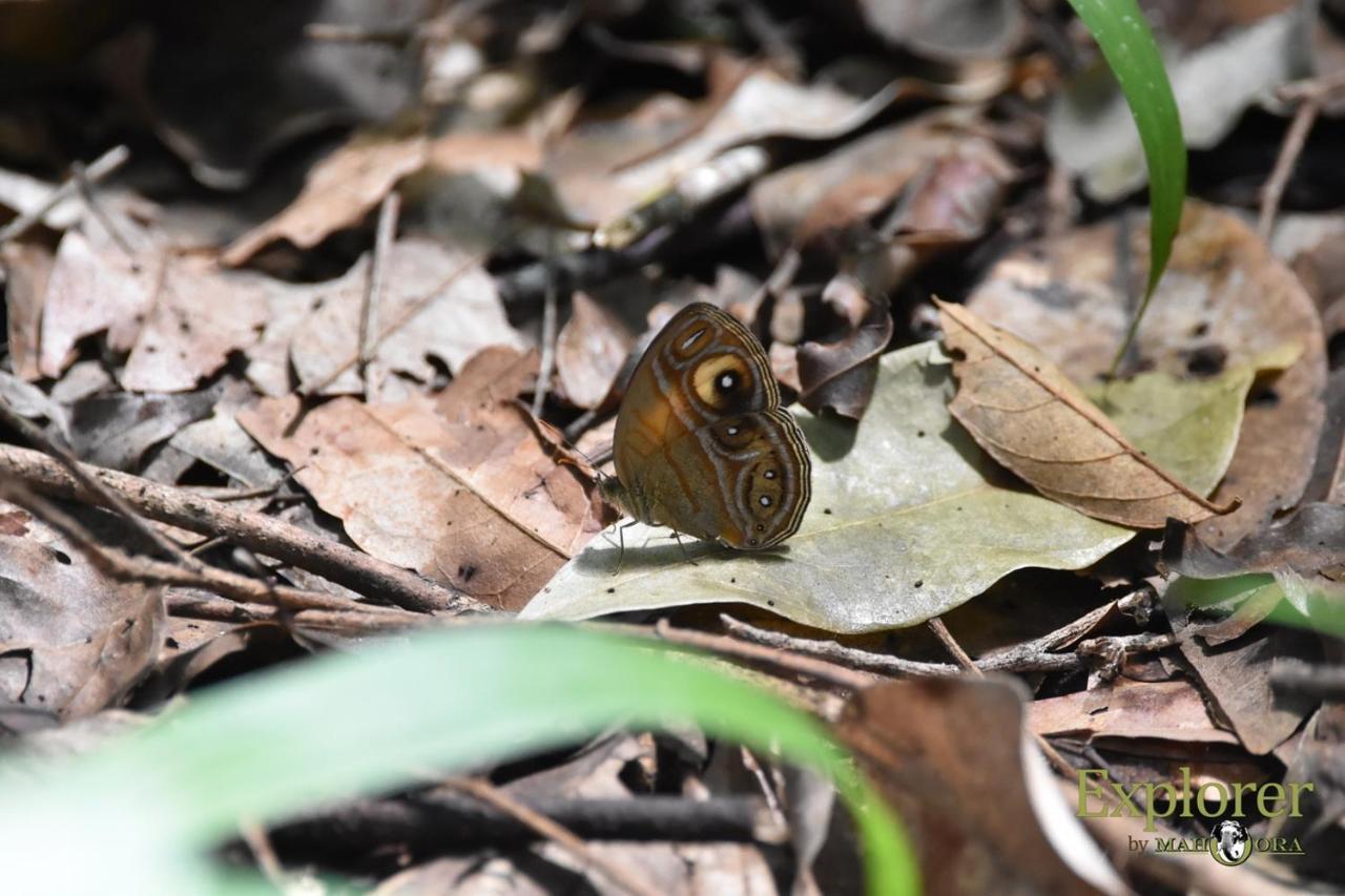 Explorer By Eco Team - Wasgamuwa National Park Luaran gambar