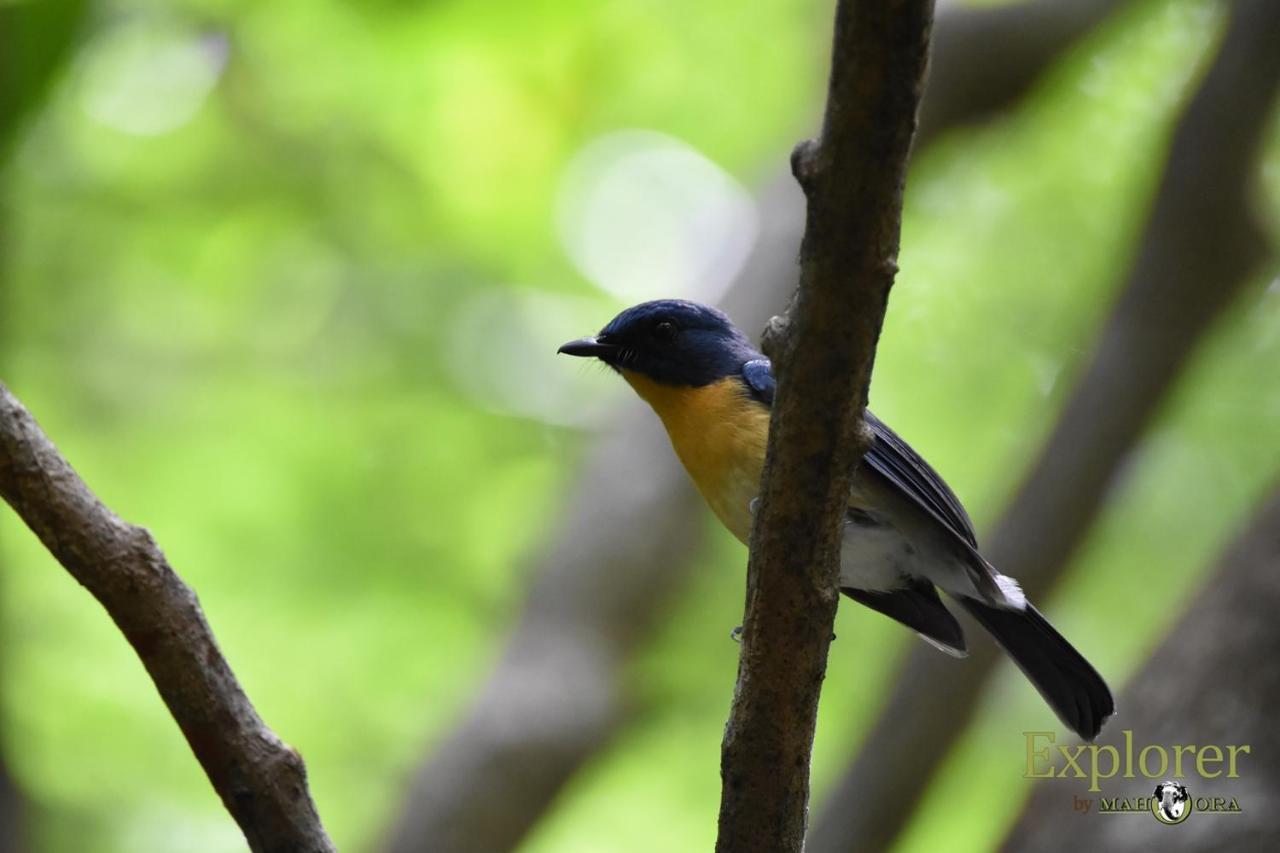 Explorer By Eco Team - Wasgamuwa National Park Luaran gambar