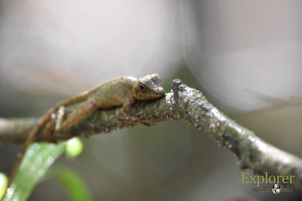 Explorer By Eco Team - Wasgamuwa National Park Luaran gambar