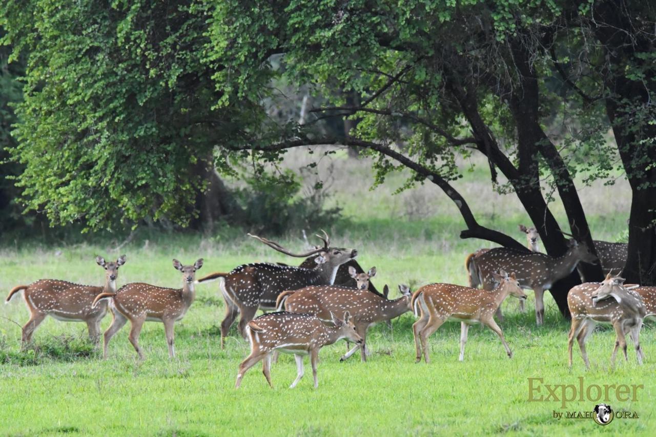 Explorer By Eco Team - Wasgamuwa National Park Luaran gambar