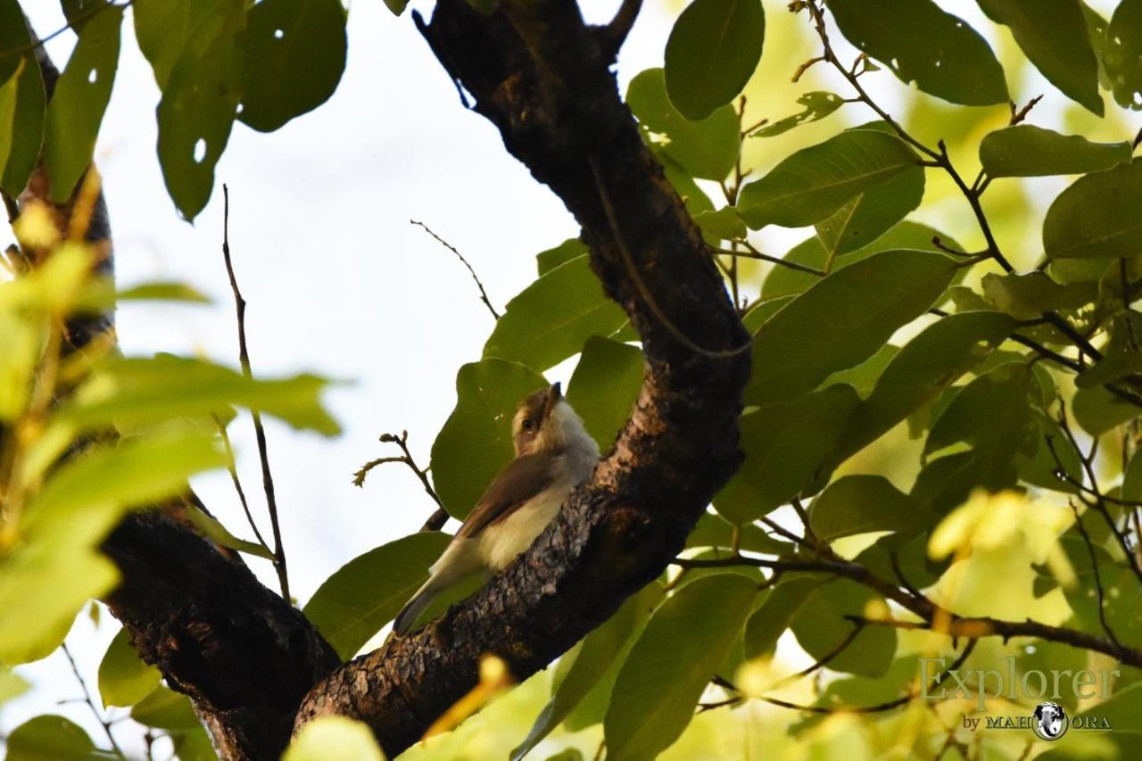 Explorer By Eco Team - Wasgamuwa National Park Luaran gambar