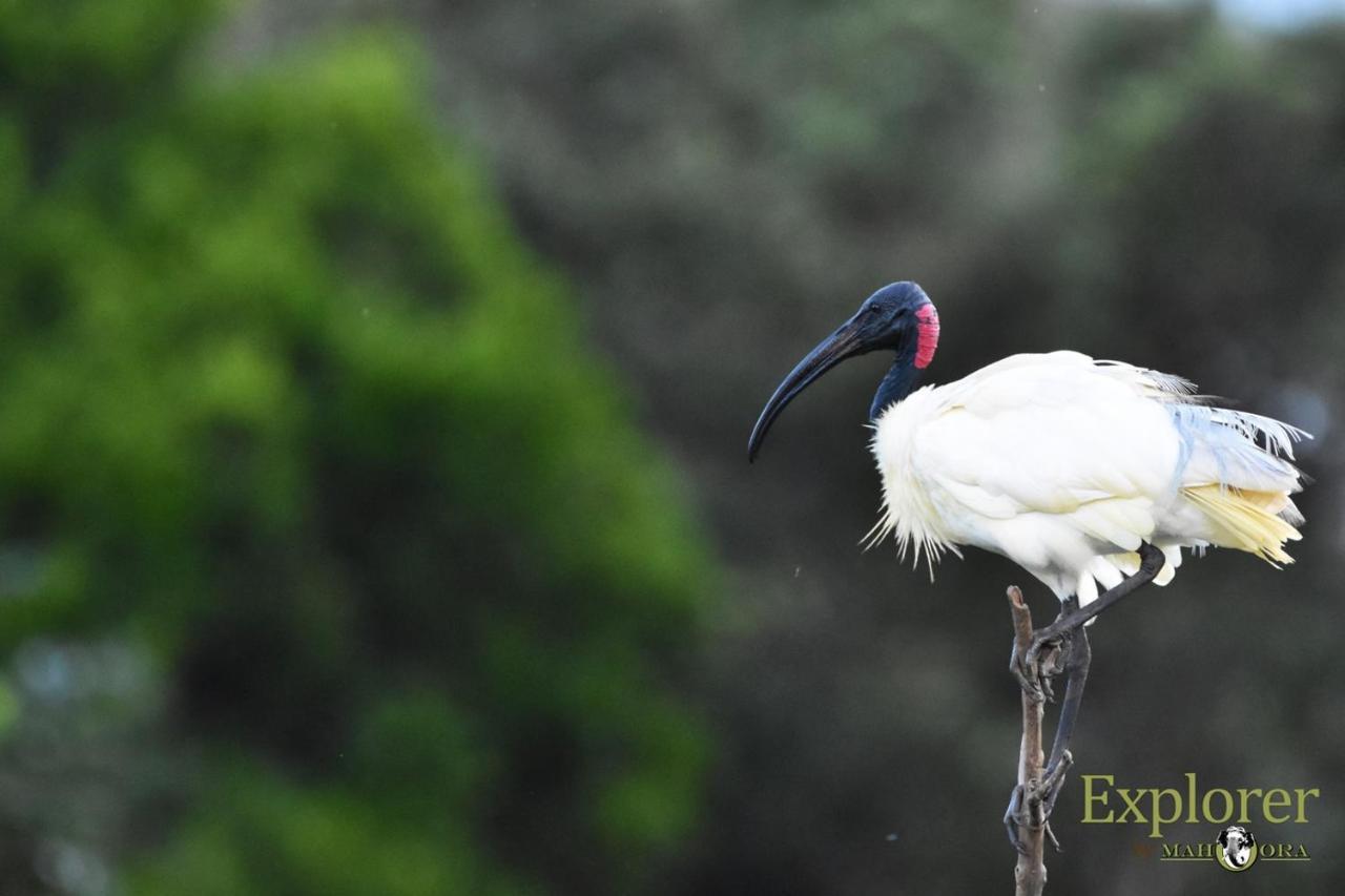 Explorer By Eco Team - Wasgamuwa National Park Luaran gambar