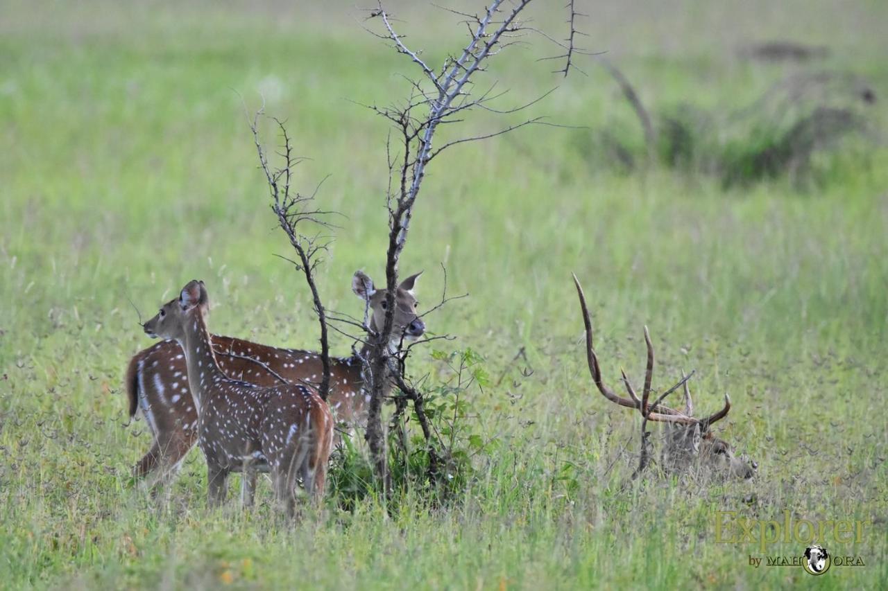 Explorer By Eco Team - Wasgamuwa National Park Luaran gambar