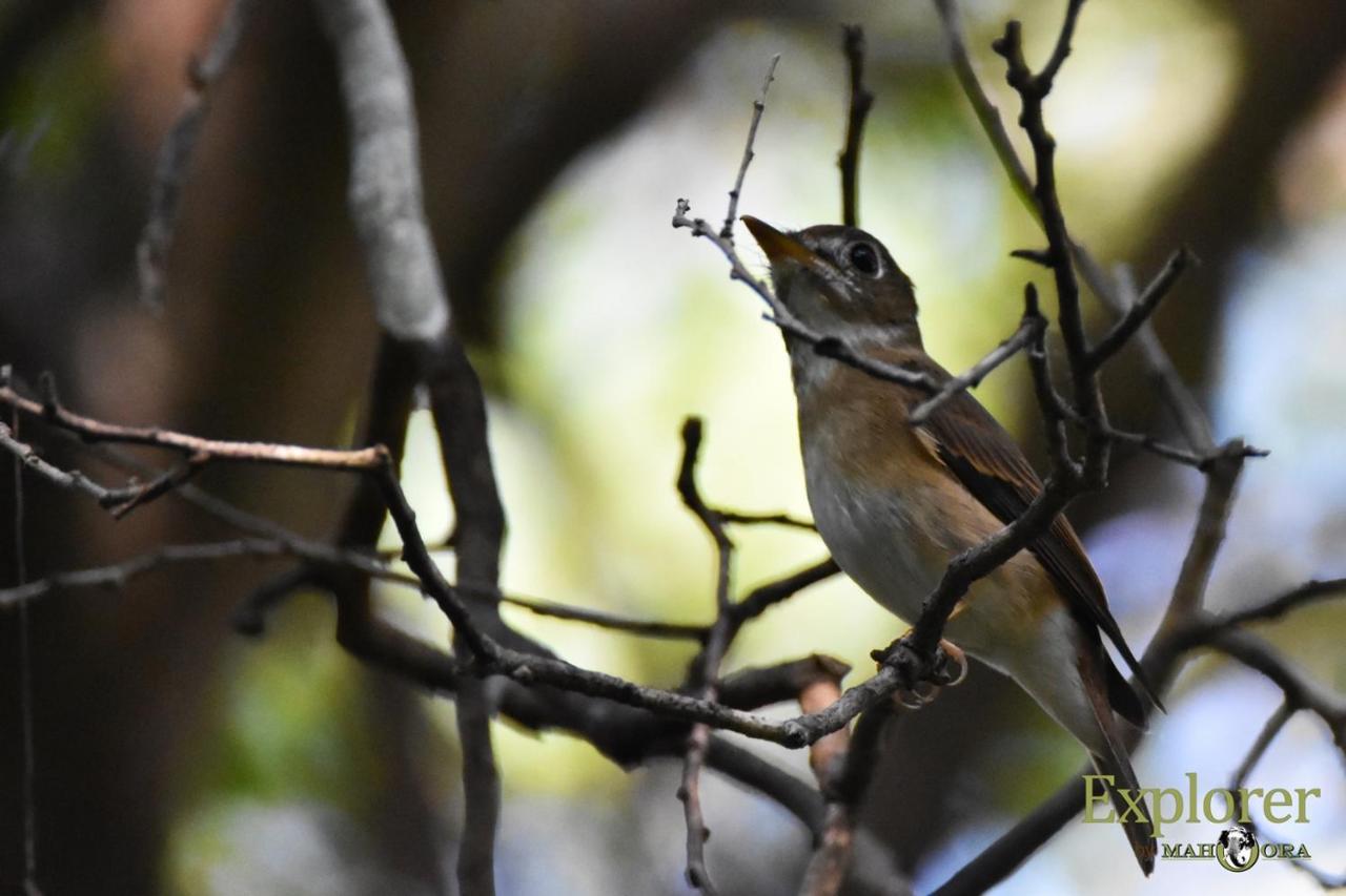 Explorer By Eco Team - Wasgamuwa National Park Luaran gambar