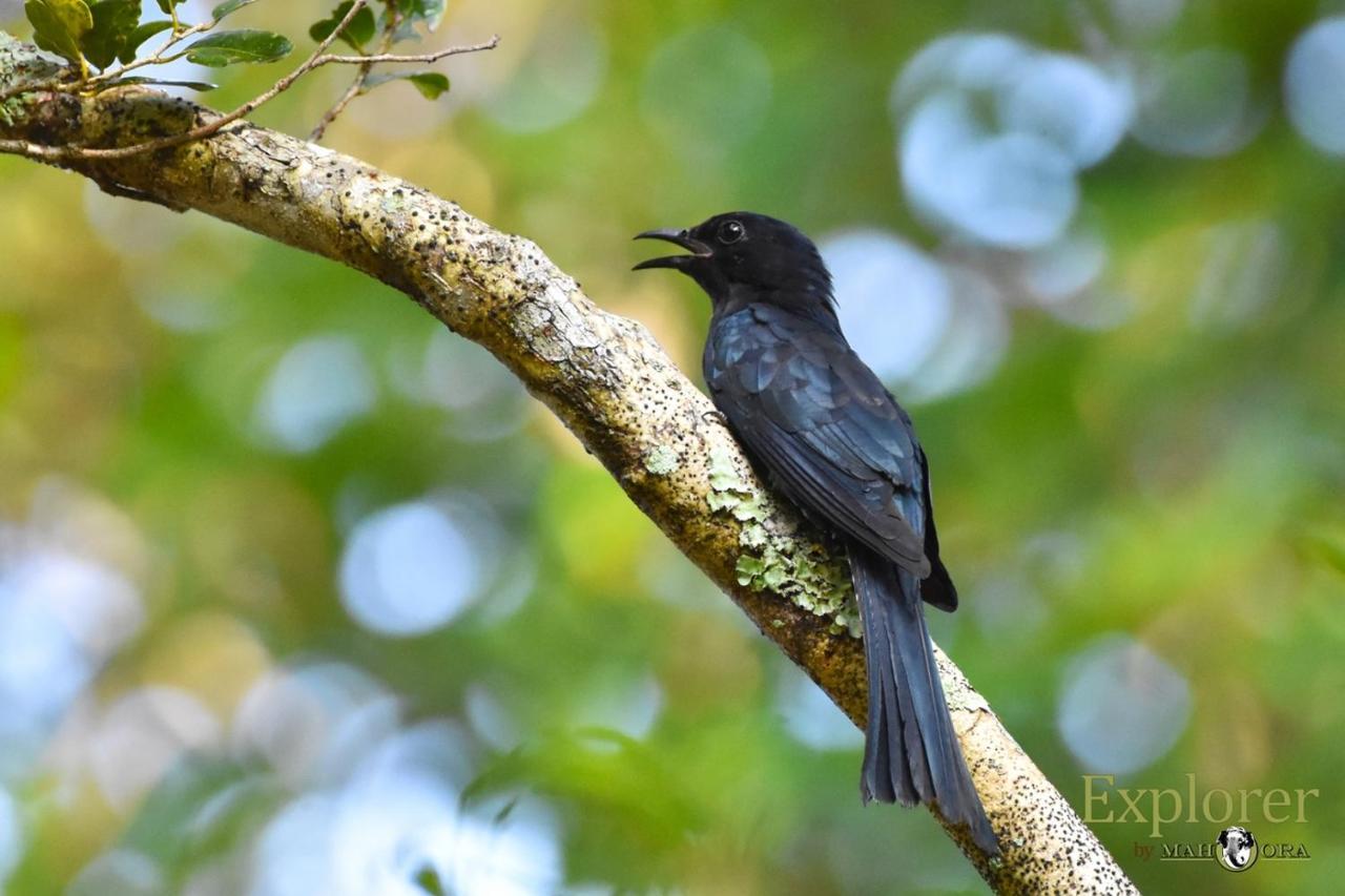 Explorer By Eco Team - Wasgamuwa National Park Luaran gambar