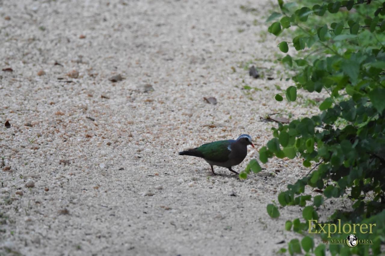 Explorer By Eco Team - Wasgamuwa National Park Luaran gambar