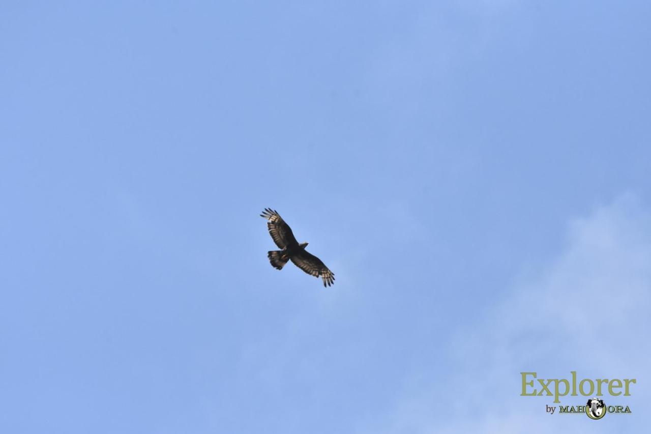 Explorer By Eco Team - Wasgamuwa National Park Luaran gambar