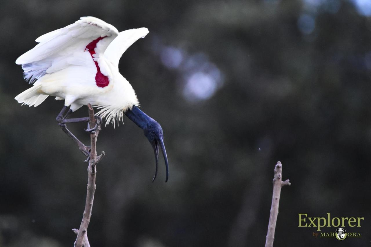 Explorer By Eco Team - Wasgamuwa National Park Luaran gambar