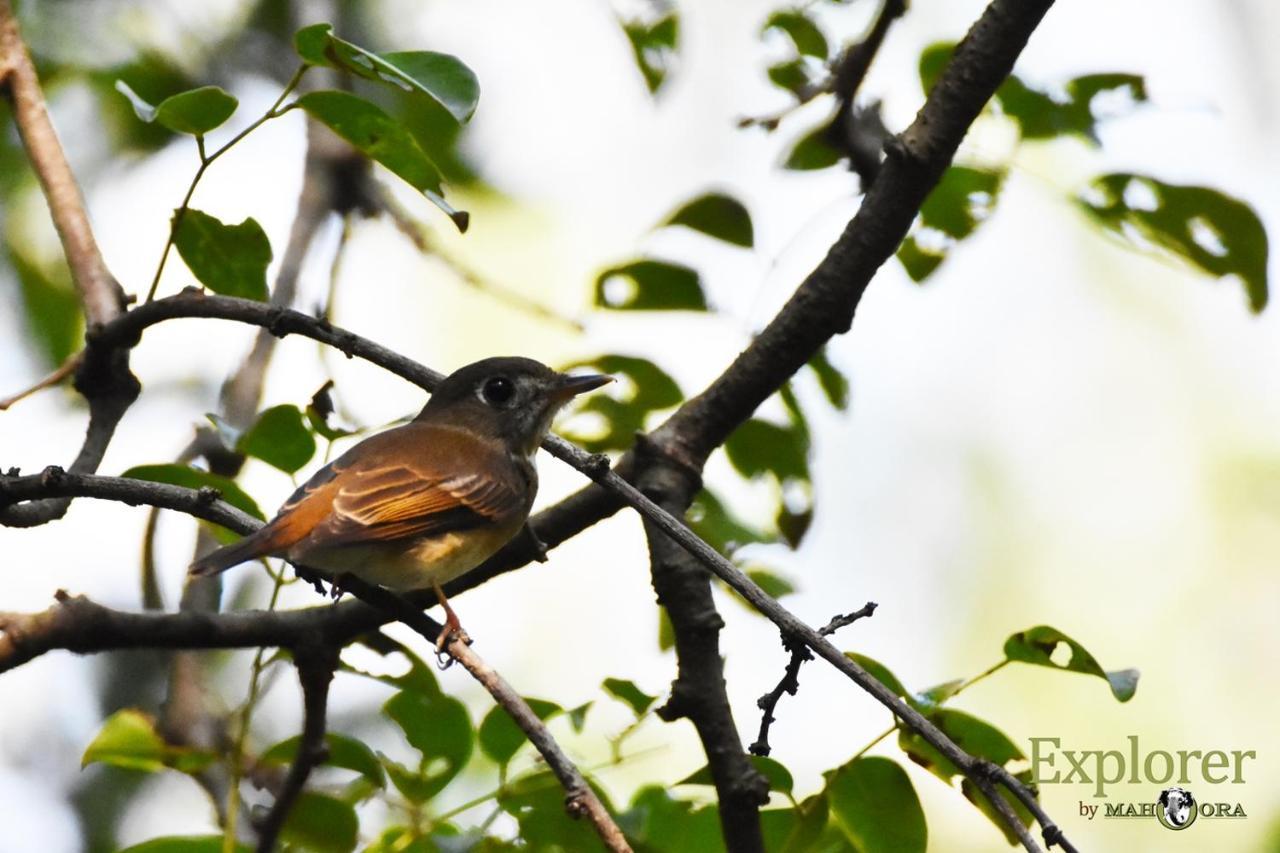 Explorer By Eco Team - Wasgamuwa National Park Luaran gambar
