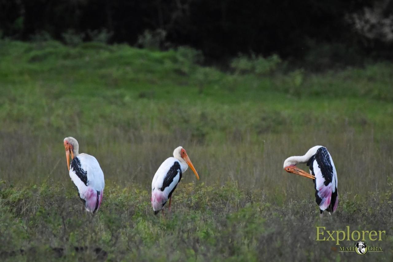 Explorer By Eco Team - Wasgamuwa National Park Luaran gambar