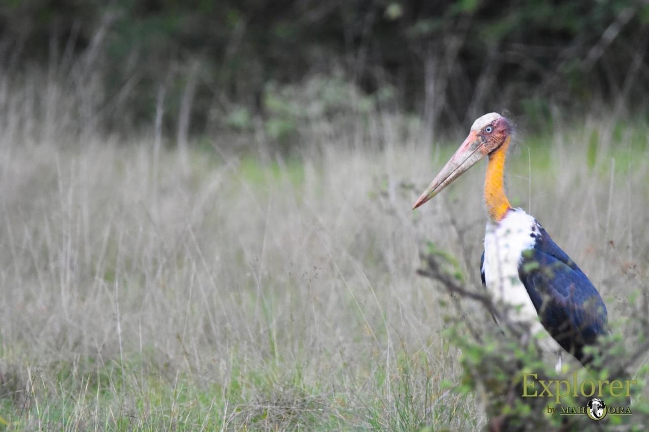 Explorer By Eco Team - Wasgamuwa National Park Luaran gambar