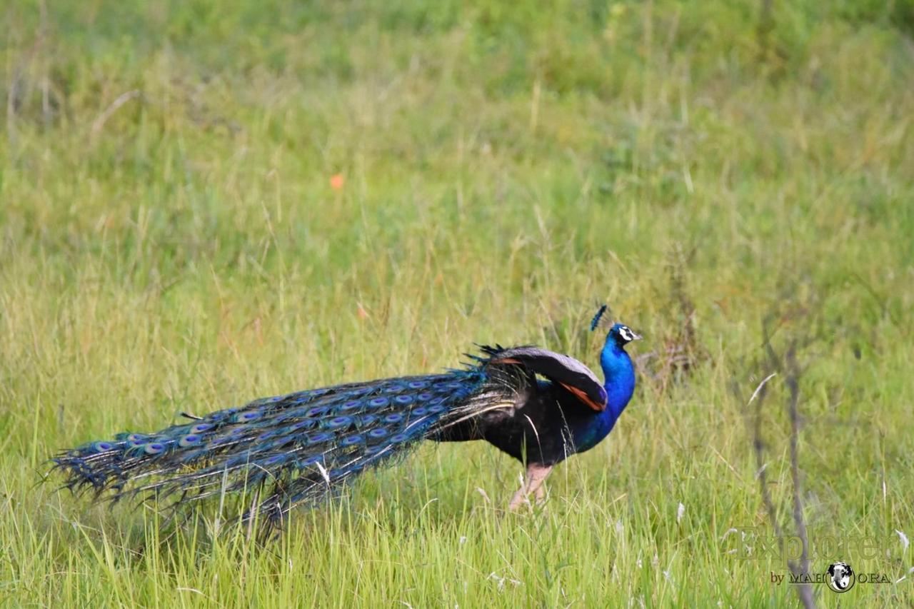 Explorer By Eco Team - Wasgamuwa National Park Luaran gambar