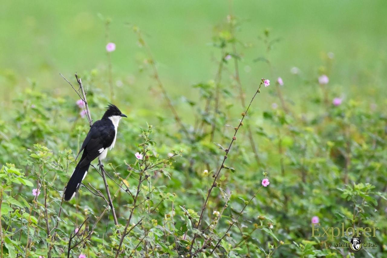 Explorer By Eco Team - Wasgamuwa National Park Luaran gambar