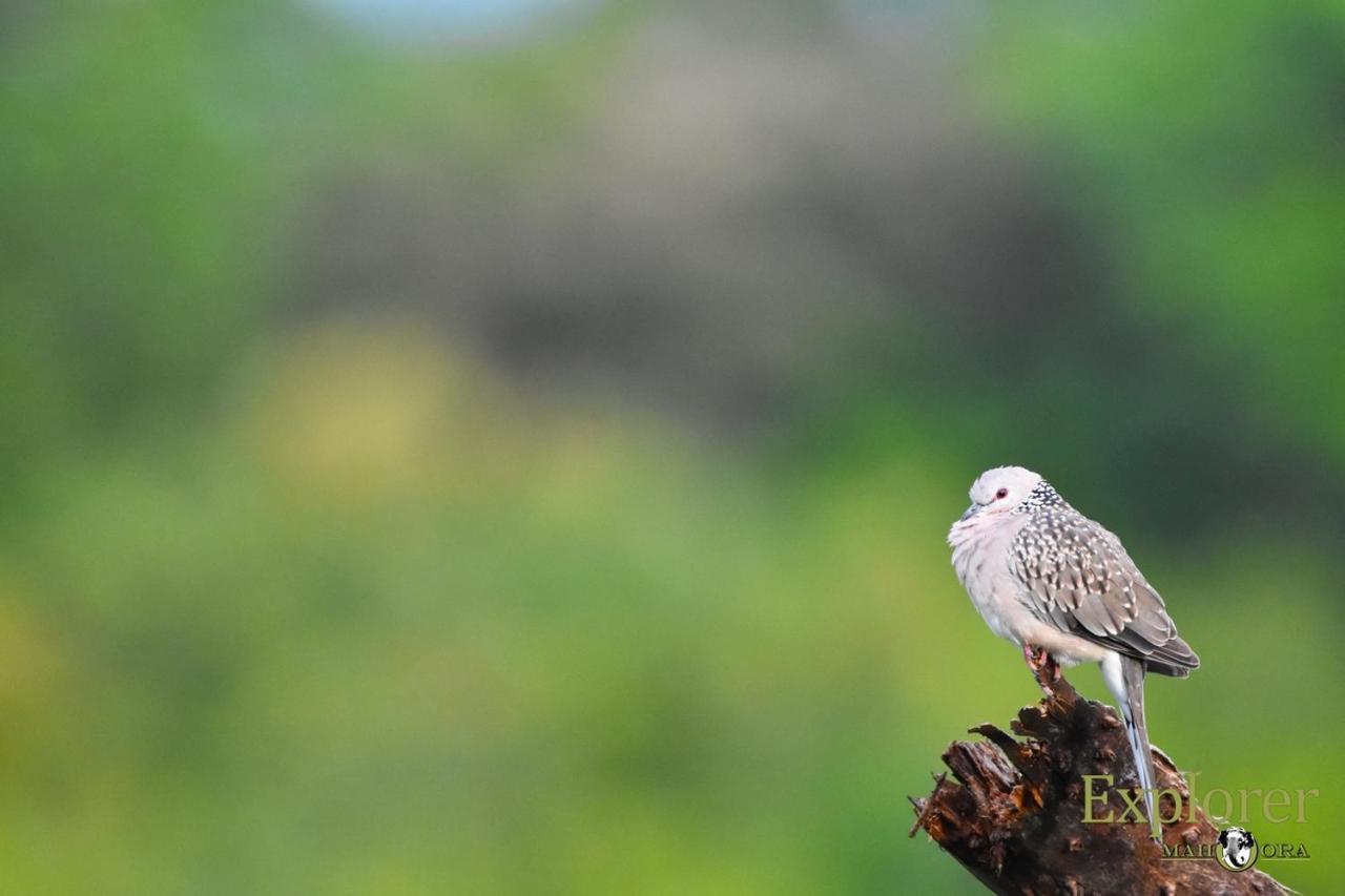 Explorer By Eco Team - Wasgamuwa National Park Luaran gambar