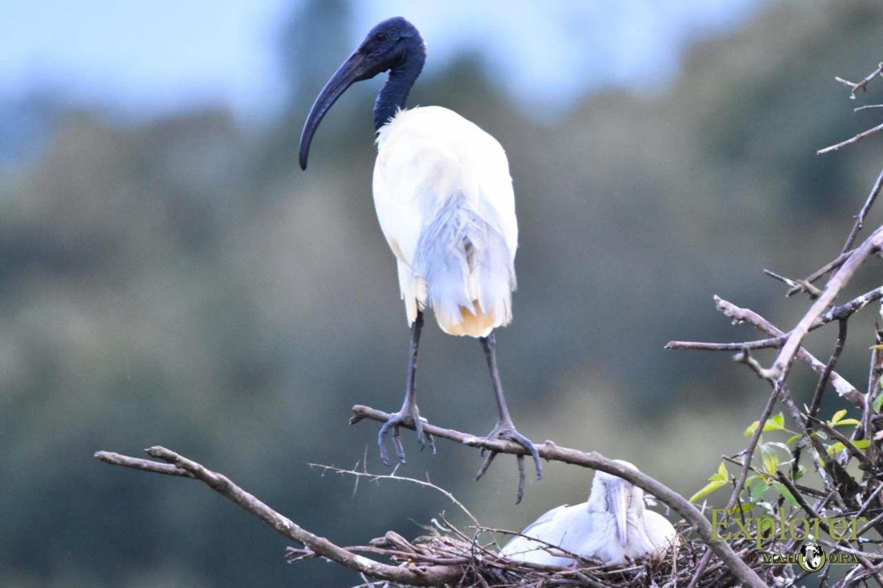 Explorer By Eco Team - Wasgamuwa National Park Luaran gambar
